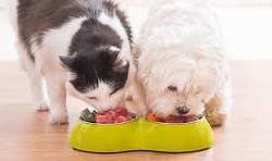Pet Food